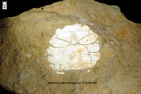 Abdomen de Portunus spinanus